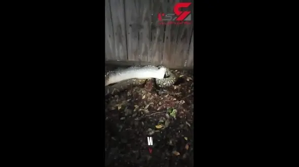 لحظه بلعیدن یک راکون توسط مار پیتون + فیلم