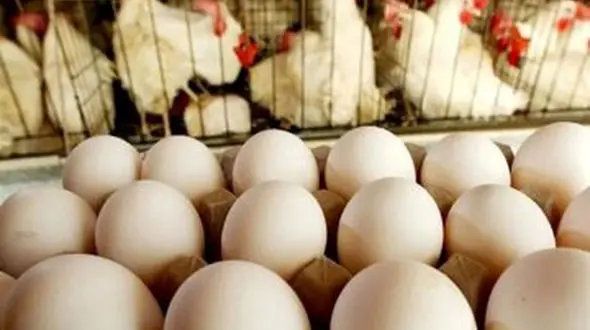 قیمت جدید تخم‌مرغ اعلام شد/ یک شانه ۳۰ عددی تخم‌مرغ چند؟