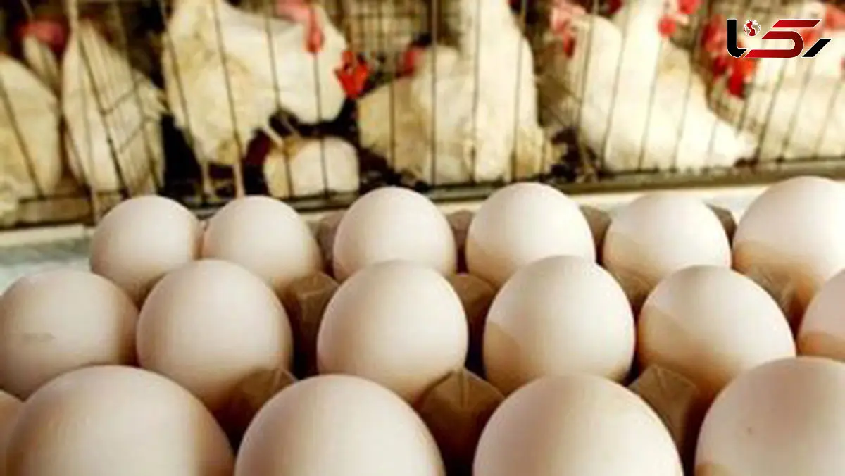 قیمت جدید تخم‌مرغ اعلام شد/ یک شانه ۳۰ عددی تخم‌مرغ چند؟