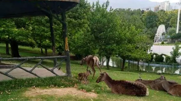 تولد 2 گوزن در پارک ملت تهران / پزشکان شوکه شدند