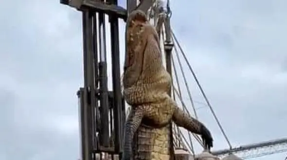 رفتار زشت با یک تمساح در امریکا + فیلم