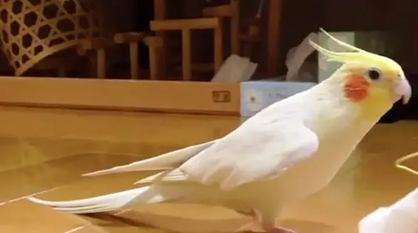 عروس هلندی موسیقی شناس + فیلم