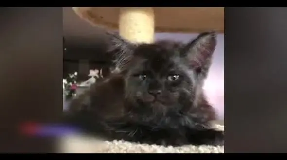 این گربه‌ شبیه انسان است! +فیلم 