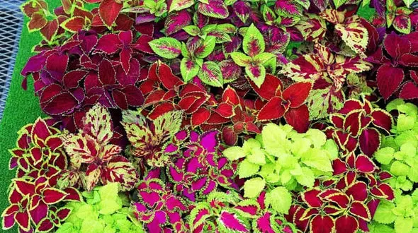 روش رسیدگی به گیاه آپارتمانی حسن یوسف‌ + فیلم