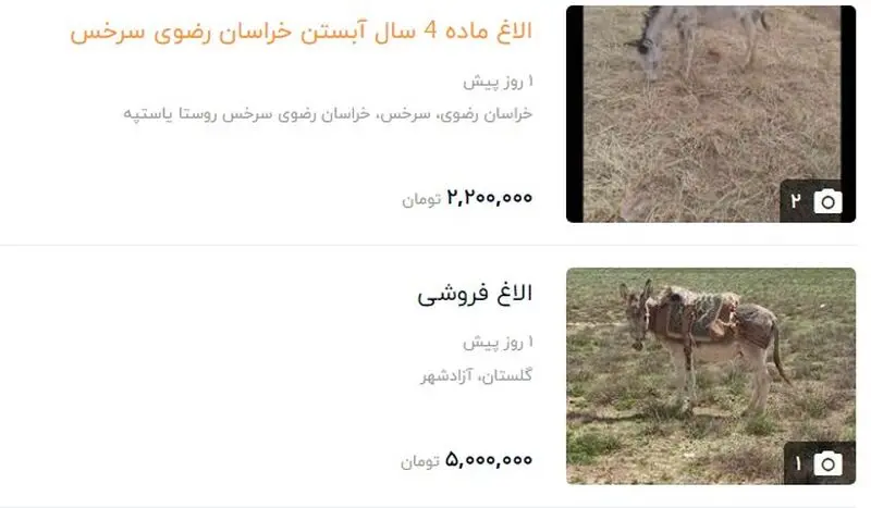 قیمت الاغ میلیونی شد 