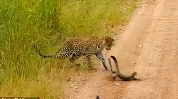 سرانجام مبارزه بزمجه با پلنگ