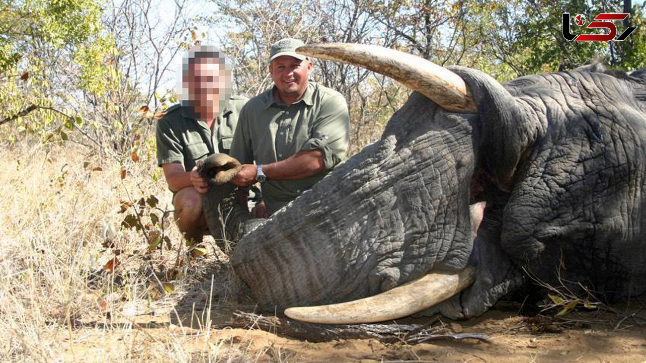 شکارچی قهار، زیر فیل ماند و له شد + تصاویر
