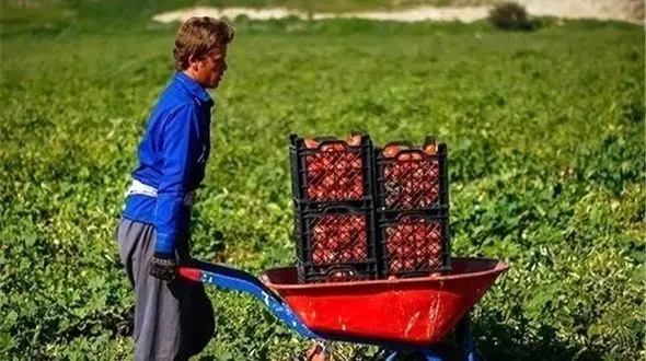 خلاقیت کشاورز تبریزی در آبیاری ابتکاری در زمان بی آبی شاهکاریه در نوع خودش/ هنر نزد ایرانیان است و بس!