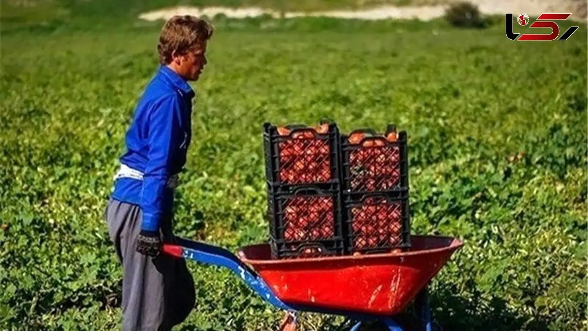 خلاقیتکشاورز تبریزی در آبیاری ابتکاری در زمان بی آبی شاهکاریه در نوع خودش/ هنر نزد ایرانیان است و بس!