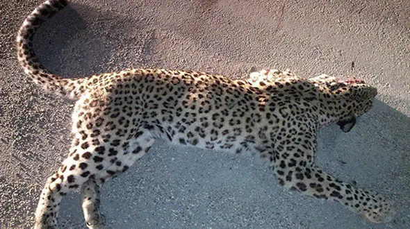 سگ های گله ماده پلنگ ایرانی کشتند + عکس