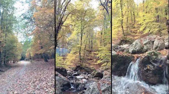 ببینید / نماهنگ پاییز با صدای امین بانی و تصاویر زیبا از جنگل راش + فیلم 