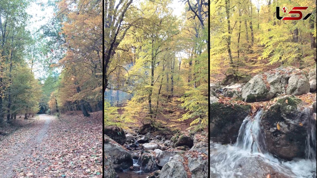 ببینید / نماهنگ پاییز با صدای امین بانی و تصاویر زیبا از جنگل راش + فیلم 
