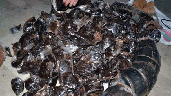 کشف ۲۵۰ کیلوگرم مواد مخدر از یک کامیون در خراسان رضئی