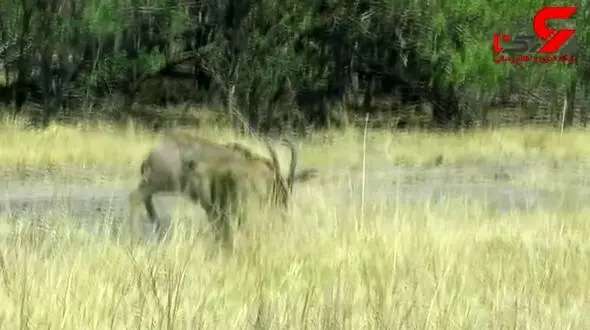 جدال غم انگیز بز کوهی با دو شیر گرسنه + فیلم