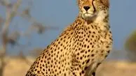 دو چهره از حیات وحش