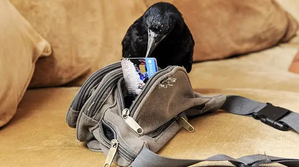 شوهرم آرین با یک دختر جوان به دوبی فرار کرد / سپیده عروس موقت مردها شد !