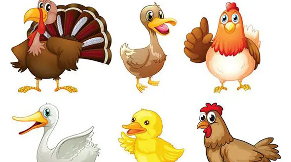 پرنده ماه تولدت کدومه؟ 