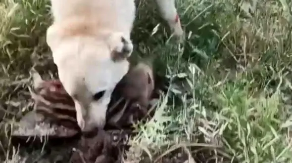 دستگیری حیوان‌ آزار سردشتی / او کلیپ دلخراشی را منتشر کرد