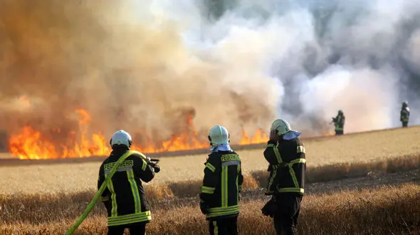 بلایی شوم که یک پرنده باعث آن شد!