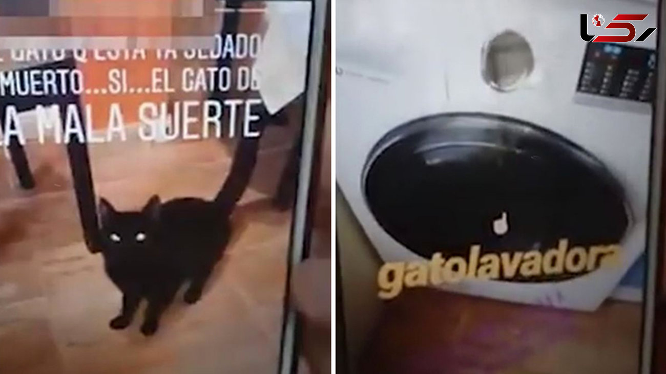 زن جوان گربه نگونبخت را داخل ماشین لباسشویی روشن انداخت تا بمیرد!+ فیلم