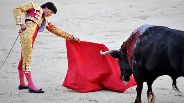 ضربه فنی کردن یک گاو خشمگین توسط یک گاوچران + فیلم