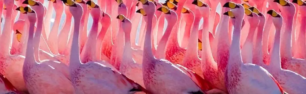 استراحت فلامینگوها در تالاب میانکاله + فیلم