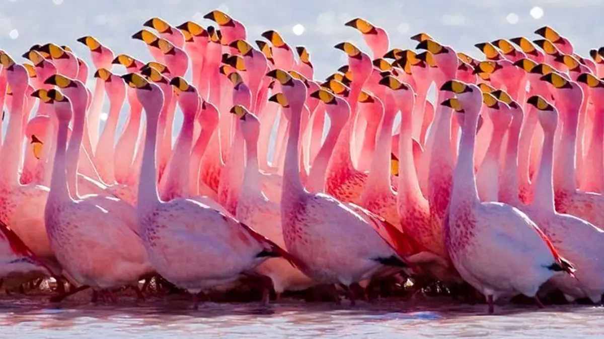 استراحت فلامینگوها در تالاب میانکاله