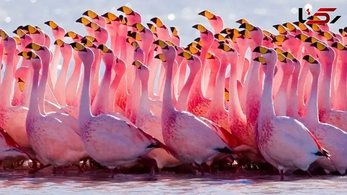 استراحت فلامینگوها در تالاب میانکاله + فیلم