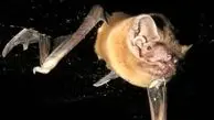 مرموزترین موجود جهان: خفاشی سریع‌ تر از جت!