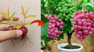درخت انگور را در گلدان چطور پرورش می دهند؟ / فیلم