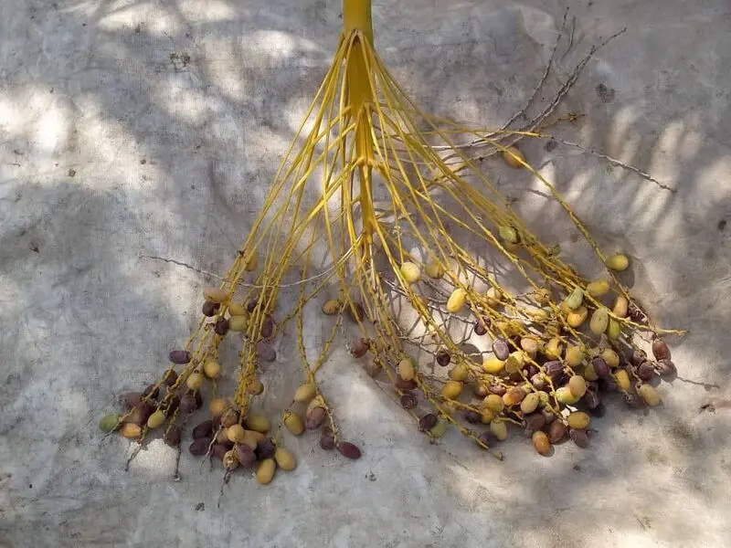 خشک شدن نخل ها