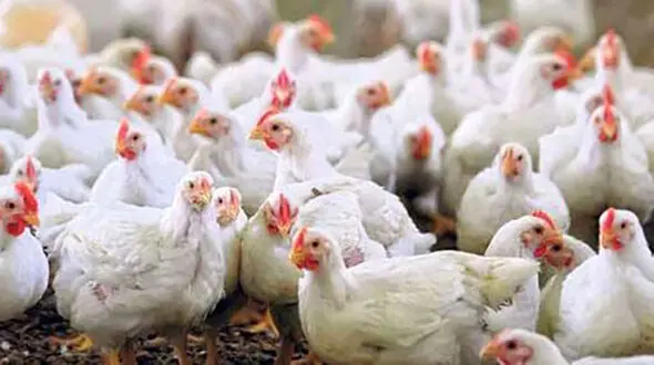 فروش"مرغ با طعم تریاک "تکذیب شد