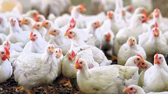 زندان در انتظار متخلفان بهداشتی حوزه دامپزشکی در همدان