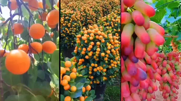 در باغ میوه ها قدم بزن + فیلم