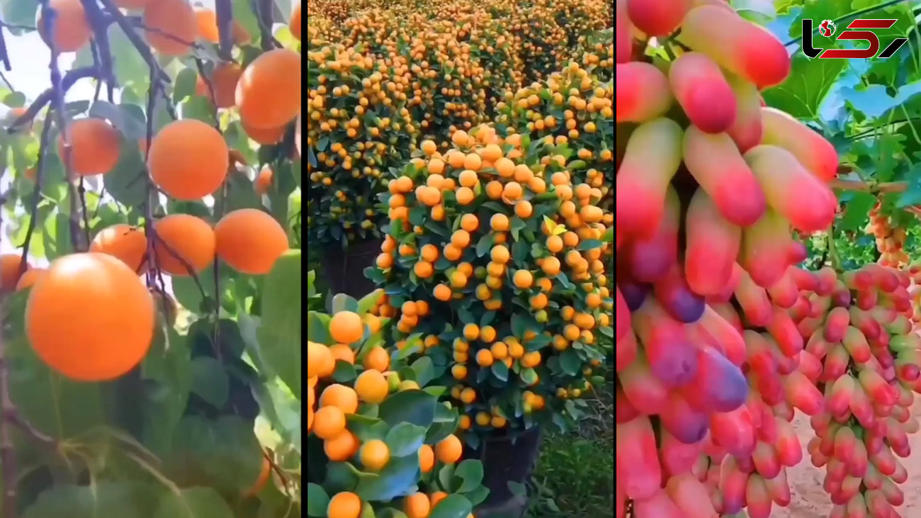 در باغ میوه ها قدم بزن + فیلم