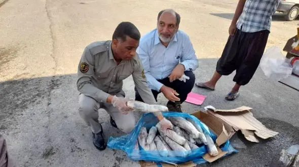 کشف محموله بزرگ زبان حیوانات وحشی در میناب 