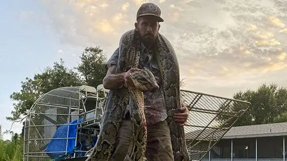 شکار خونین پیتون غول پیکر توسط مارگیر محلی!