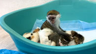 رابطه خواهر برادری بچه میمون با بچه گربه‌ها + فیلم