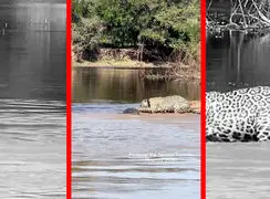 فیلم شکار تماشایی جگوار در طبیعت برزیل