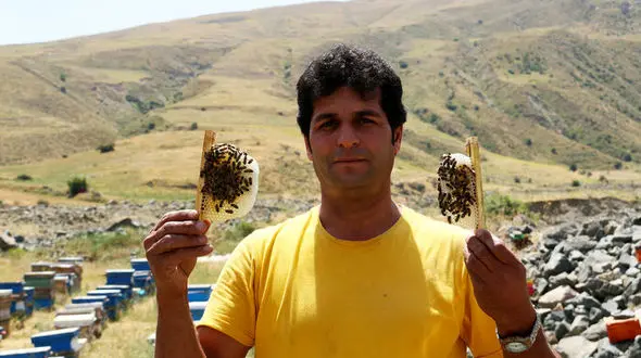 تولید بیش از ۱۱ هزار قطعه ملکه زنبور عسل توسط زنبوردار مشگین شهری