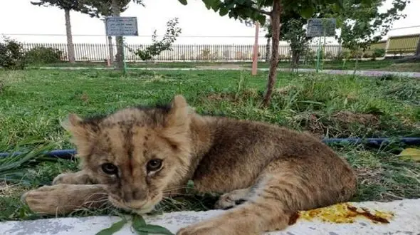 فیلم انتقال شیر 2 ساله گلستان به تهران  / این شیر قاچاق بود