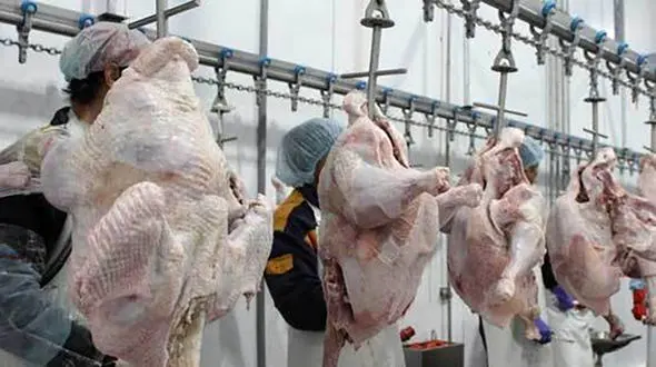 قیمت انواع گوشت بوقلمون در تره بارهای تهران اعلام شد