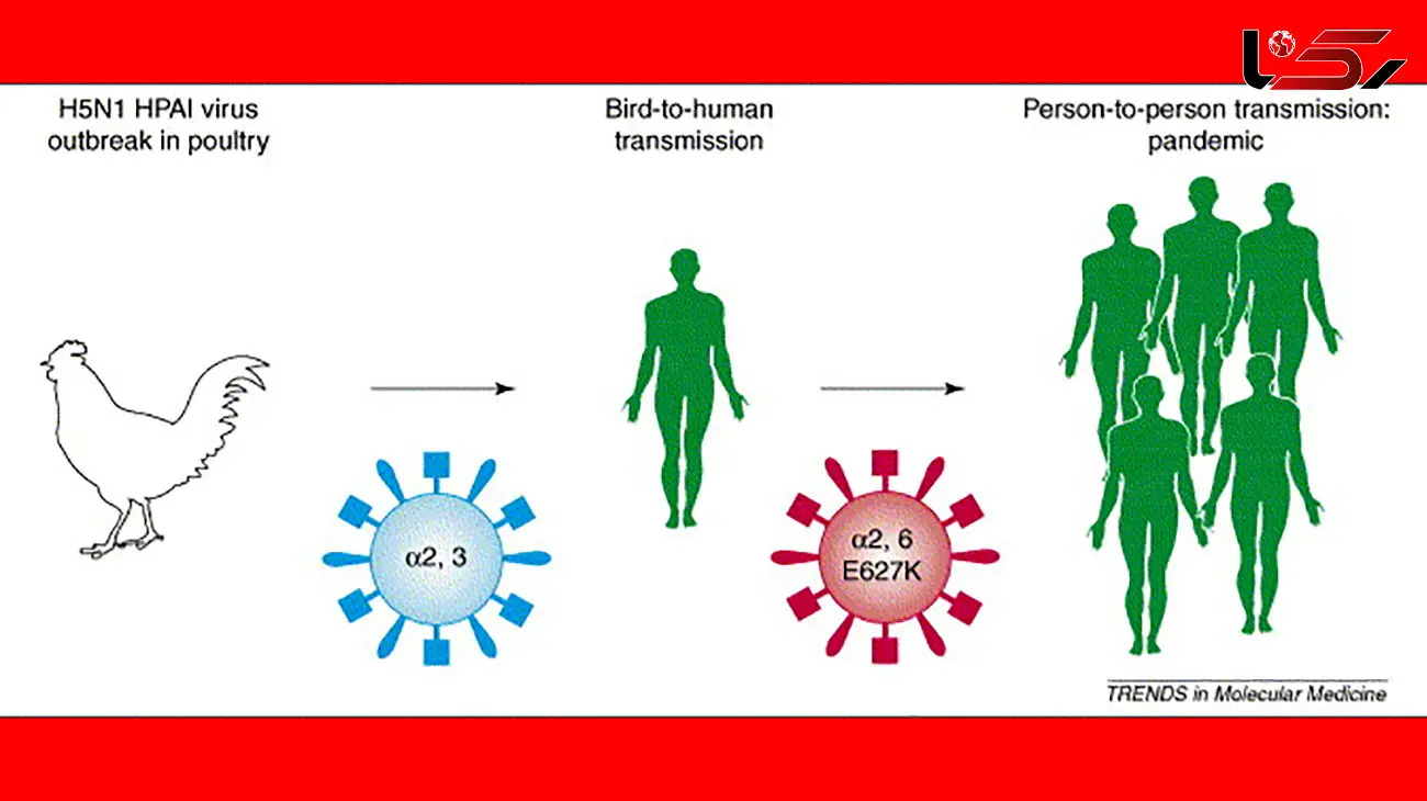 علایم آنفولانزای مرغی در انسان