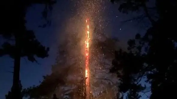 صاعقه درخت کاج 200 ساله را نابود کرد+ فیلم 