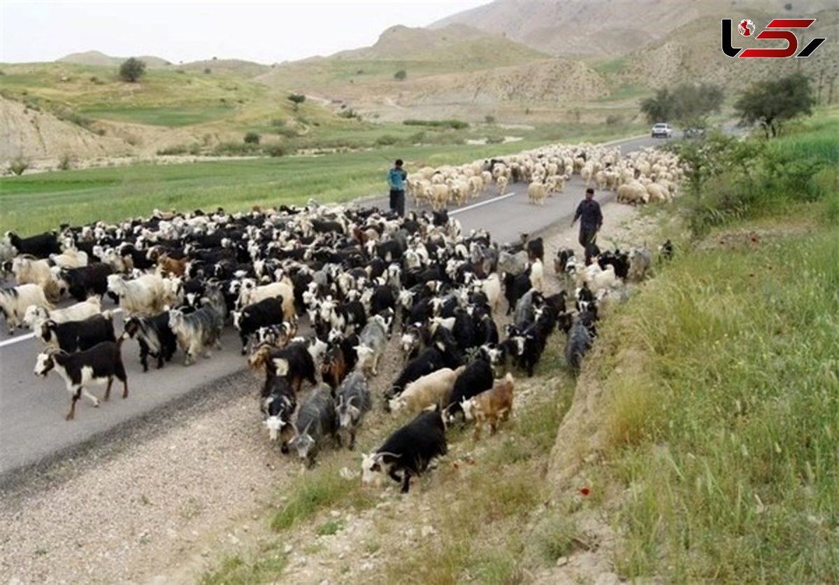 سهم ۱۹۰ هزار تنی عشایر از تولید گوشت قرمز کشور