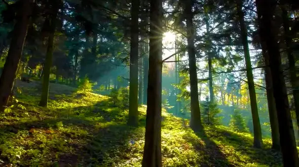 ببینید / آهنگ بی کلام و آرامش بخش از جنگل های استوایی + فیلم