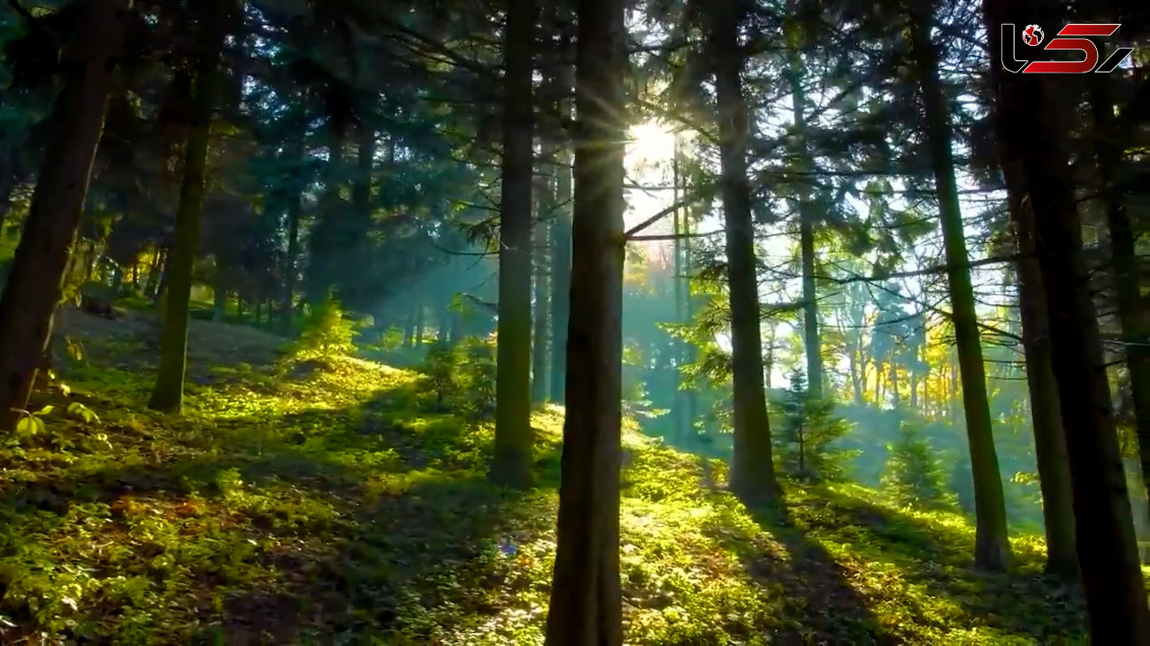 ببینید / آهنگ بی کلام و آرامش بخش از جنگل های استوایی + فیلم