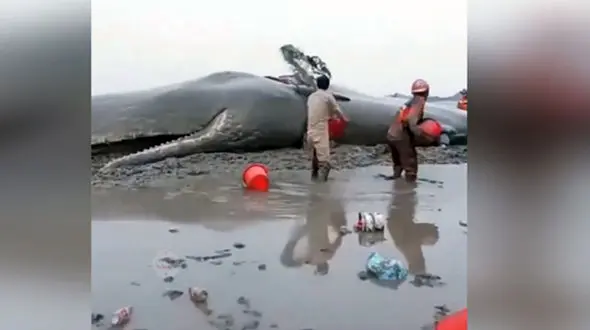 کمک رسانی به وال در حال مرگ + فیلم