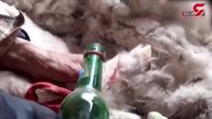 شکنجه بز و گوسفند ها برای تولید کشمیر+فیلم