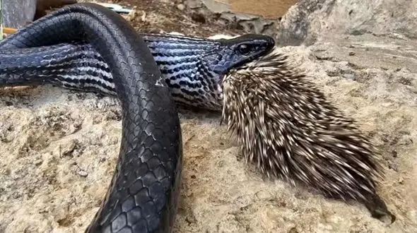 تلاش مرگبار مار برای بلعیدن جوجه‌تیغی + عکس